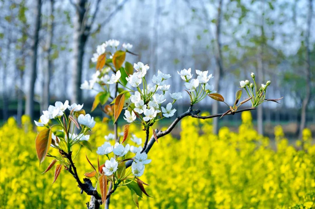 k1体育麻将胡了精机